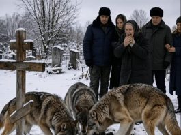 Prilikom sprovoda sedmogodišnjeg dječaka vukovi su se pojavili niotkuda i počeli kopati svjež grob. Prisutni su panično pokušali otjerati životinje, sve dok dječakov otac iznenada nije naredio da se grob odmah iskopa. 😱 I onda…