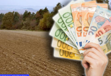 BABA ZAPATILA SORTU, A TATJANA NASTAVILA TRADICIJU: Sadi domaću biljku koja odlično rađa, sve radi ručno i na zaradu se ne žali!