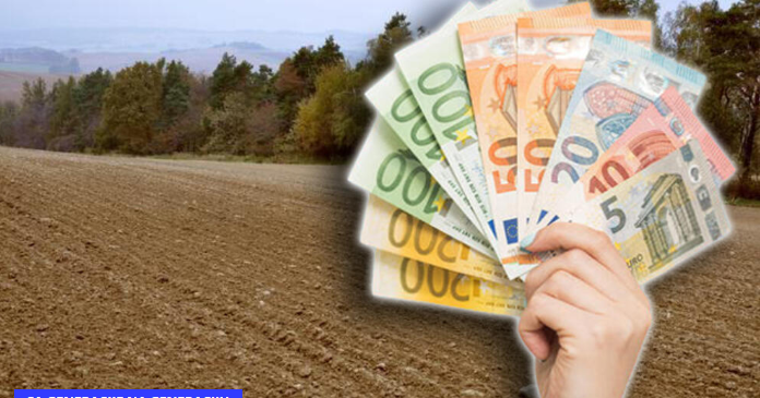 BABA ZAPATILA SORTU, A TATJANA NASTAVILA TRADICIJU: Sadi domaću biljku koja odlično rađa, sve radi ručno i na zaradu se ne žali!