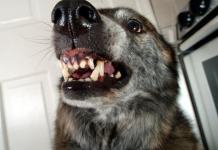 AKO VAS NAPADNE PAS, IZGOVORITE MU SAMO OVU RIJEČ: Tako ćete sebi SPASITI ŽIVOT, kad je ČUJE UKOPAĆE SE U MJESTU!