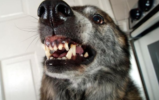 AKO VAS NAPADNE PAS, IZGOVORITE MU SAMO OVU RIJEČ: Tako ćete sebi SPASITI ŽIVOT, kad je ČUJE UKOPAĆE SE U MJESTU!