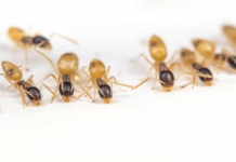 MRAVI SE UŽASNO PLAŠE OVIH STVARI: OTERAT ĆETE IH DOŽIVOTNO AKO NABAVITE NEKU OD NJIH