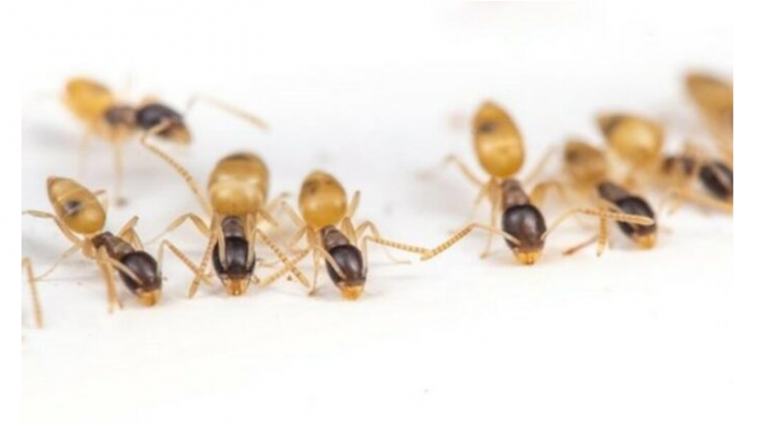 MRAVI SE UŽASNO PLAŠE OVIH STVARI: OTERAT ĆETE IH DOŽIVOTNO AKO NABAVITE NEKU OD NJIH