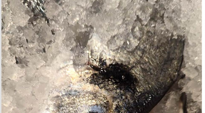 Evo koju ribu Srbi najviše kupuju za SLAVE I POST, nisu som i šaran, a evo kako da znate da je riba SVEŽA