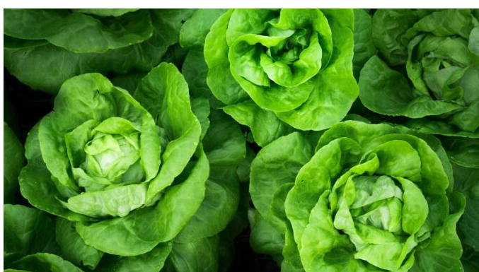 Radnici marketa šokirani onim što su pronašli na listu ZELENE SALATE: “ŠTA JE OVO ZABOGA?!”