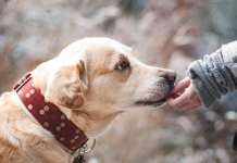 ZNATE LI ŠTA ZNAČI AKO VAM PAS LIŽE RUKU: Nije ljubav, evo šta želi da vam poruči…