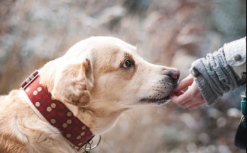 ZNATE LI ŠTA ZNAČI AKO VAM PAS LIŽE RUKU: Nije ljubav, evo šta želi da vam poruči…