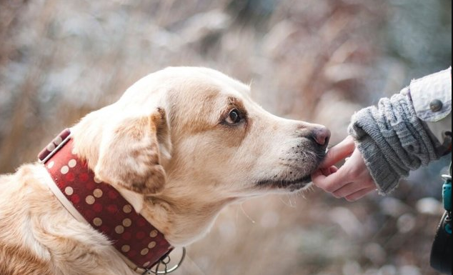 ZNATE LI ŠTA ZNAČI AKO VAM PAS LIŽE RUKU: Nije ljubav, evo šta želi da vam poruči…