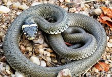 Prepala ih otrovna ZMIJA u dvorištu, a onda ju je POJEO neko jači: U šoku su slikali predatora, nisu mogli da veruju svojim očima! (FOTO)