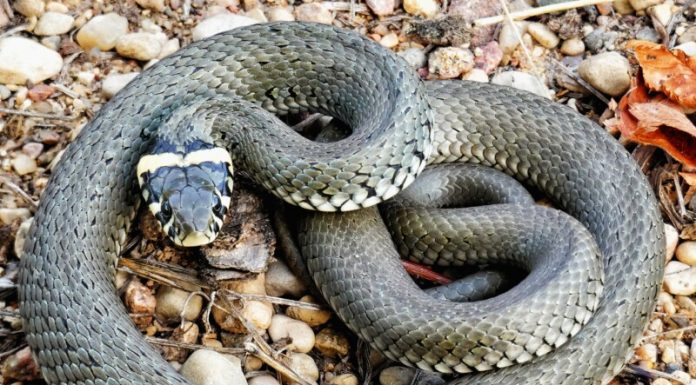 Prepala ih otrovna ZMIJA u dvorištu, a onda ju je POJEO neko jači: U šoku su slikali predatora, nisu mogli da veruju svojim očima! (FOTO)