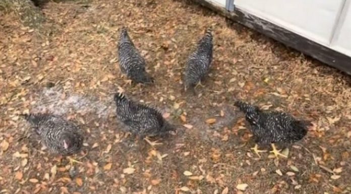 Pogledajte šta se dogodilo kokoškama na 2 minuta! Domaćica zabilježila nestvarnu scenu u dvorištu – cijelo jato zaleđeno u mjestu, OTKRIVEN NEVEROVATAN RAZLOG (Video)