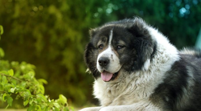 PAS KOJEG SE I VUKOVI PLAŠE: Braniće porodicu i kuću do smrti, mnogi ne znaju da se u ovom NEŽNOM DIVU krije zlatno srce