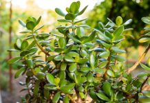 Drvo novca će rasti i cvetati kao ludo: SIPAJTE MEŠAVINU OVA 2 JEFTINA SASTOJKA IZ KUHINJE U SAKSIJU i gledajte kako se dešava čudo