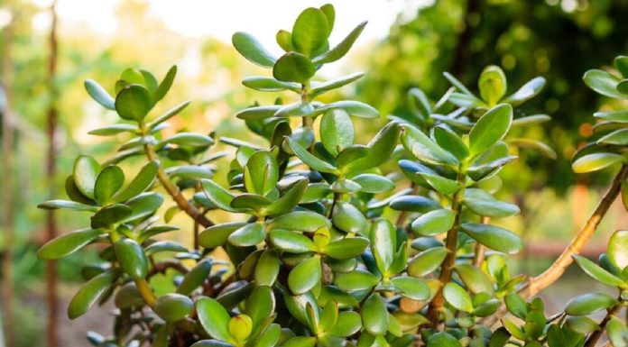 Drvo novca će rasti i cvetati kao ludo: SIPAJTE MEŠAVINU OVA 2 JEFTINA SASTOJKA IZ KUHINJE U SAKSIJU i gledajte kako se dešava čudo