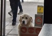 OTKRIJTE I SAMI ZAŠTO JE OVAJ SNIMAK IZ UŽICA ZA SAMO 2 DANA POGLEDALO MILION LJUDI!- Sada cela Srbija zna ko je Uroš (VIDEO)