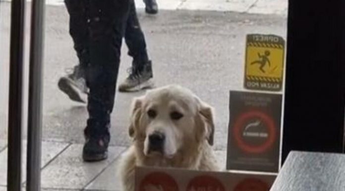 OTKRIJTE I SAMI ZAŠTO JE OVAJ SNIMAK IZ UŽICA ZA SAMO 2 DANA POGLEDALO MILION LJUDI!- Sada cela Srbija zna ko je Uroš (VIDEO)