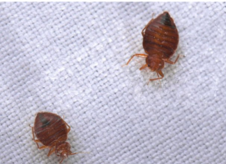 Otkrivamo kako preživeti INVAZIJU STJENICA – Usisajte utičnice, odeću u zamrzivač a 1 stvar nemojte nikako raditi!