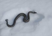 Milovoj od šoka nije mogao da progovori: Ovo je zloslutno upozorenje- Kada vidite zmiju na snijegu to znači OVO (FOTO)