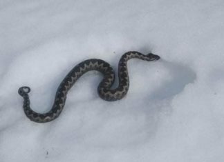 Milovoj od šoka nije mogao da progovori: Ovo je zloslutno upozorenje- Kada vidite zmiju na snijegu to znači OVO (FOTO)