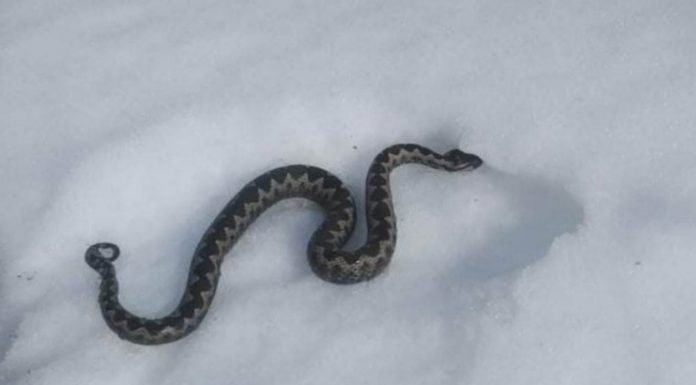Milovoj od šoka nije mogao da progovori: Ovo je zloslutno upozorenje- Kada vidite zmiju na snijegu to znači OVO (FOTO)