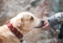 ZNATE LI ŠTA ZNAČI AKO VAM PAS LIŽE RUKU: Nije ljubav, evo šta želi da vam poruči