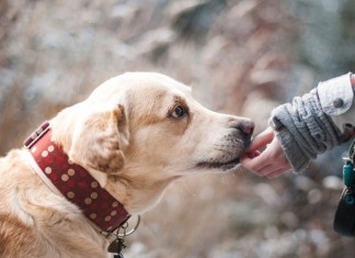 ZNATE LI ŠTA ZNAČI AKO VAM PAS LIŽE RUKU: Nije ljubav, evo šta želi da vam poruči
