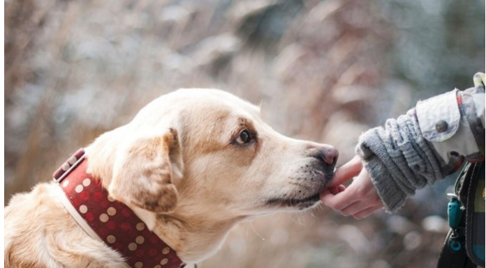 ZNATE LI ŠTA ZNAČI AKO VAM PAS LIŽE RUKU: Nije ljubav, evo šta želi da vam poruči