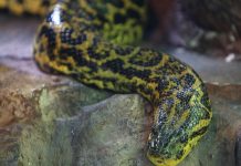 Zastrašujući snimak: OTKRIVENA NAJVEĆA ZMIJA NA SVETU! – OVAJ MONSTRUM ima 200 kg, naučnici potvrdili da je u pitanju NOVA VRSTA (VIDEO)