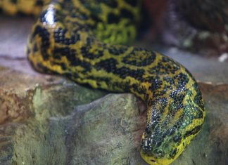 Zastrašujući snimak: OTKRIVENA NAJVEĆA ZMIJA NA SVETU! – OVAJ MONSTRUM ima 200 kg, naučnici potvrdili da je u pitanju NOVA VRSTA (VIDEO)