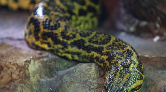 Zastrašujući snimak: OTKRIVENA NAJVEĆA ZMIJA NA SVETU! – OVAJ MONSTRUM ima 200 kg, naučnici potvrdili da je u pitanju NOVA VRSTA (VIDEO)