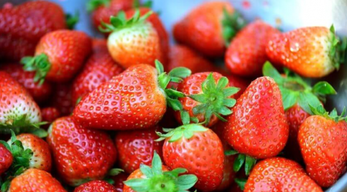 Nikada nisam brao toliko JAGODA: Komšinica mi je otkrila tajnu bogate BERBE!