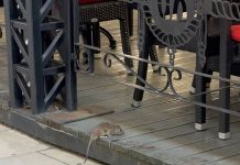 Niste ni znali da je ovo TRAJNO rešenje – OVO ĆE VAM REŠITI PROBLEM SA MIŠEVIMA I PACOVIMA OČAS POSLA