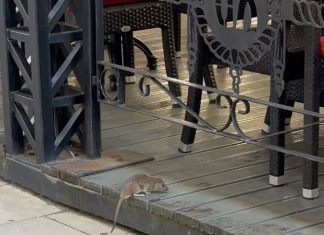 Niste ni znali da je ovo TRAJNO rešenje – OVO ĆE VAM REŠITI PROBLEM SA MIŠEVIMA I PACOVIMA OČAS POSLA