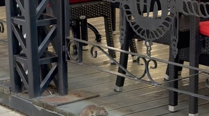 Niste ni znali da je ovo TRAJNO rešenje – OVO ĆE VAM REŠITI PROBLEM SA MIŠEVIMA I PACOVIMA OČAS POSLA