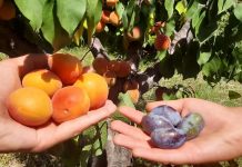 Đorđe i Nikola otišli u dedin voćnjak da naberu kajsije, a na drvetu rodilo DRUGO VOĆE – NEVERICA U SELU KOD ARANĐELOVCA (FOTO)