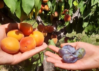 Đorđe i Nikola otišli u dedin voćnjak da naberu kajsije, a na drvetu rodilo DRUGO VOĆE – NEVERICA U SELU KOD ARANĐELOVCA (FOTO)