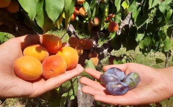 Đorđe i Nikola otišli u dedin voćnjak da naberu kajsije, a na drvetu rodilo DRUGO VOĆE – NEVERICA U SELU KOD ARANĐELOVCA (FOTO)