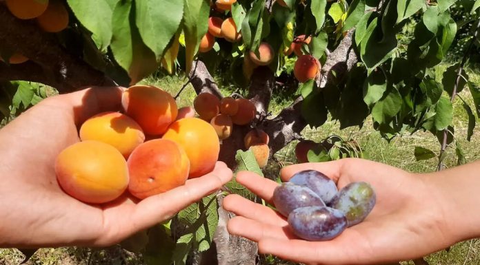 Đorđe i Nikola otišli u dedin voćnjak da naberu kajsije, a na drvetu rodilo DRUGO VOĆE – NEVERICA U SELU KOD ARANĐELOVCA (FOTO)
