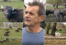 ŽIVICA IZ ZRENJANINA NAPRAVIO FANTASTIČAN BIZNIS: Gaji životinje koje se RETKO VIĐAJU u našoj zemlji – ITALIJANI IH OBOŽAVAJU