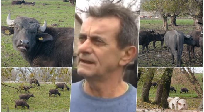 ŽIVICA IZ ZRENJANINA NAPRAVIO FANTASTIČAN BIZNIS: Gaji životinje koje se RETKO VIĐAJU u našoj zemlji – ITALIJANI IH OBOŽAVAJU