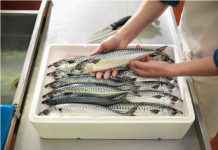 Bolja od LOSOSA, A MNOGO JEFTINIJA – Ovo je najzdravija riba! Evo koliko često je treba jesti