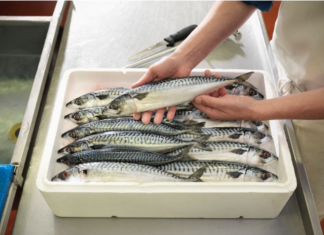 Bolja od LOSOSA, A MNOGO JEFTINIJA – Ovo je najzdravija riba! Evo koliko često je treba jesti