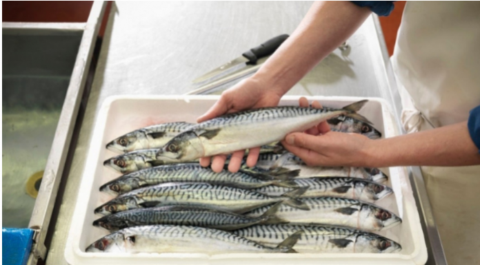 Bolja od LOSOSA, A MNOGO JEFTINIJA – Ovo je najzdravija riba! Evo koliko često je treba jesti