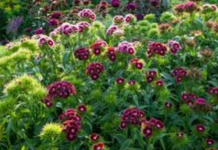 Nema otpornije biljke od OVE: SVAKA KUĆA U JUGOSLAVIJI IMALA JE OVAJ CVET U BAŠTI, a onda smo svi zaboravili na njega