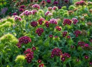 Nema otpornije biljke od OVE: SVAKA KUĆA U JUGOSLAVIJI IMALA JE OVAJ CVET U BAŠTI, a onda smo svi zaboravili na njega