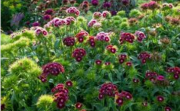 Nema otpornije biljke od OVE: SVAKA KUĆA U JUGOSLAVIJI IMALA JE OVAJ CVET U BAŠTI, a onda smo svi zaboravili na njega