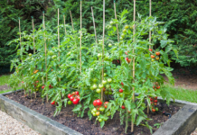 PROFESIONALNI BAŠTOVANI SAMO OVAKO SADE PARADAJZ: Trik da bude OTPORAN NA BOLESTI i rađa kao lud!