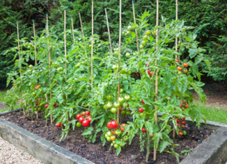 PROFESIONALNI BAŠTOVANI SAMO OVAKO SADE PARADAJZ: Trik da bude OTPORAN NA BOLESTI i rađa kao lud!