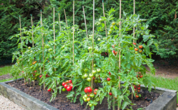 PROFESIONALNI BAŠTOVANI SAMO OVAKO SADE PARADAJZ: Trik da bude OTPORAN NA BOLESTI i rađa kao lud!