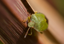 RAZLOG ĆE VAS FRAPIRATI: Kažu da ih je dobro imati u kući – Evo zašto NIPOŠTO ne trebate ubiti SMRDIBUBU!